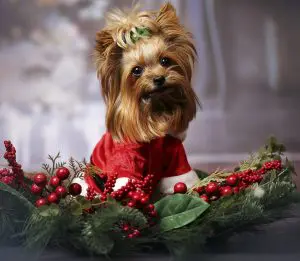 How to keep your pets safe at Christmas